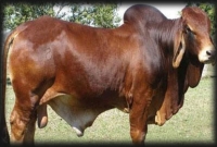 গরুর গোশত নিয়ে ফের উত্তাল ভারত, গ্রেফতার ৫০