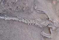 ১ লাখ ৮০ হাজার কোটি বছর আগেকার জীবাশ্ম উদ্ধার