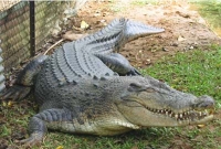 পুলিশের ভয়ে কুমিরের পেটে চোর!