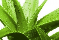 বিনা পয়সার এই খাবারটি কমাবে আপনার ওজন, ডায়াবেটিস রাখবে নিয়ন্ত্রণে