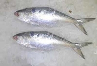 ট্রেনের হুইসেল শুনবে পদ্মার ইলিশ ট্রেনের হুইসেল শুনবে পদ্মার ইলিশ