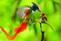 বিস্মৃত দিনের যাতনা