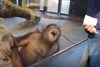 ম্যাজিক দেখে হাসছে বানর 