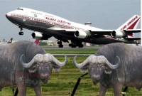 আকাশে উড়ল ৭২টি মহিষ!