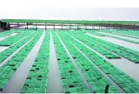 কাঁকড়ার খামার