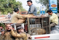 বাঘের দখলে রেলের কন্ট্রোল রুম