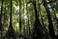 বন ঘুরে বেড়ায় যে গাছ!