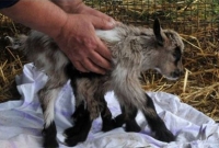 এক ছাগলছানার আট পা, আল্লাহর কি সৃষ্টি!