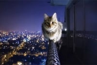 বিড়াল হলো শহরের মেয়র