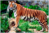 প্যারিসের রাস্তায় হঠাৎ বাঘ, অবশেষে....