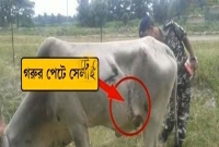 গরুর পেটে বোমা, আটক করল সেনা!