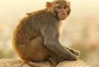 বানর চালায় বাস!