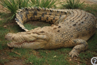 মানুষ নয়, এবার কারাগার পাহারা দেবে কুমির