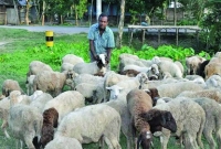 ভাগ্য পরিবর্তনে শতভাগ সফল কোয়েল-ভেড়া, পকেটে টাকা