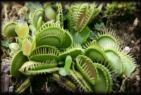 অদ্ভুত গাছ, মানুষের খাবার খেয়ে সাবাড়!