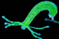 যে প্রাণীর মৃত্যু নেই!