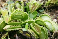 যে গাছ খাবার খেয়ে ধূমপান করে