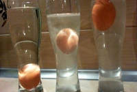 পচা ডিম পানিতে ভাসে কেন?