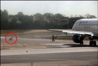 বিমান আটকে দিল কুকুর!