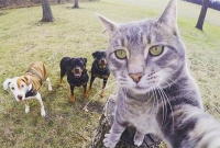 সেলফি তুলছে বিড়াল, পোজ দিচ্ছে কুকুর! কি করে সম্ভব?