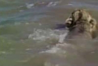 মানুষের ভয়ে পানিতে সিংহ!