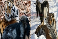 বাঘে-ছাগলে বন্ধুত্ব!