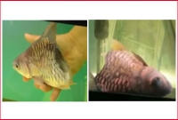 অর্ধেক শরীরের মাছ, বেঁচে ছিল ৬ মাস!