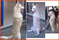 বিস্ময় কুকুর যেভাবে সেলিব্রেটি হয়ে ওঠে