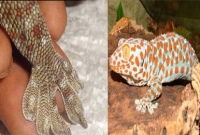  ‘হাঁসের মত পা’ হলেই হাজার কোটি টাকা! 