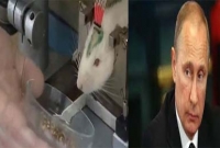 ইঁদুর বাহিনী নিয়ে পুতিনের যুদ্ধের প্রস্তুতি!