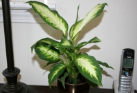 ভয়ঙ্কর ঘাতক গাছটি আপনার বাসায়!