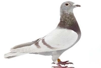 মানুষের মত সিদ্ধান্ত নেয় কবুতর!