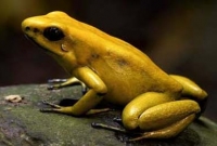 যে ব্যাঙের এক গ্রাম বিষেই মারা যায় ১৫ হাজার মানুষ!