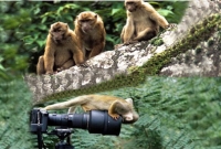 বান্দরবানের তিন বান্দর