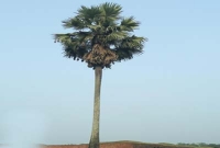 তালগাছে লাশ