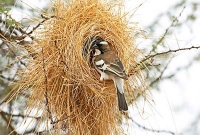 বিশ্বের মানুষের অনেকেরই বিশ্বাস, ভাগ্য বদলে দেয় ১২টা জিনিস