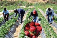 গ্রীসের বিরুদ্ধে মামলা করেছে প্রবাসী শ্রমিকেরা