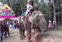 হাতির পিঠে বর, পালকিতে কনে!