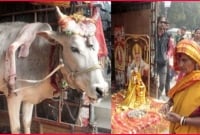 ছয় পায়ের গরু নিয়ে তোলপাড়