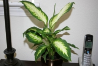 বিপজ্জনক এই পাতাবাহারে হতে পারে মৃত্যু!