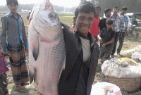 জামাইদের মাছের মেলা