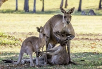 মৃত্যু পথযাত্রী ক্যাঙ্গারুর বিরল ভালোবাসায় মানুষের চোখও ভিজে যায়