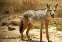 তরুণের নাক কামড়ে নিল শিয়ালে