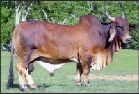 গরুর মাংস রাখায় ভারতে ফের মুসলিম দম্পতির ওপর হামলা