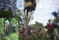 হাতির ভয়ে গাছে ঘর বানিয়ে গ্রামবাসীর বসবাস!