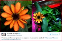 মহাকাশে ফুটেছে আগুন-রঙা ‘জিনিয়া’