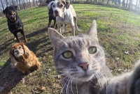 এবার বিড়ালের সেলফি!