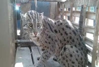 মুন্সীগঞ্জে বিরল প্রজাতির বাঘ আটক