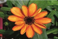 মহাকাশে ফুটলো প্রথম ফুল জিনিয়া!