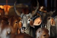 গরু পাচারের বিরুদ্ধে কসাইদের ধর্মঘট গরু পাচারের বিরুদ্ধে কসাইদের ধর্মঘট